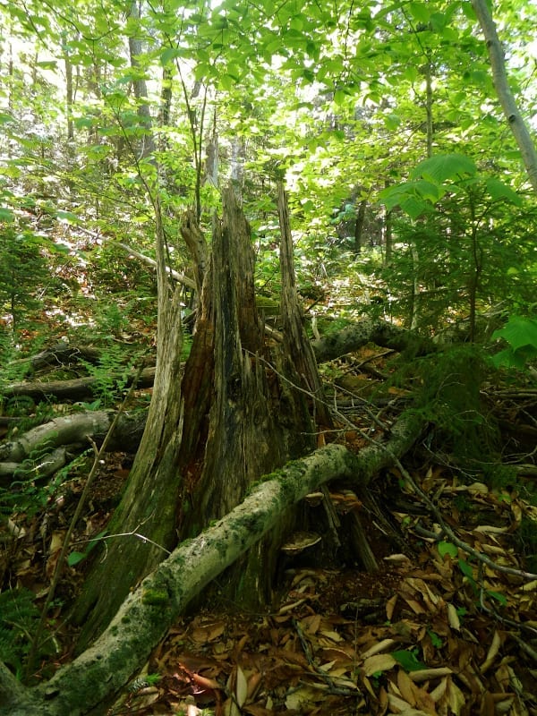 What defines old growth in New Hampshire? ⋆ Friends of Mount Sunapee